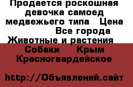 Продается роскошная девочка самоед медвежьего типа › Цена ­ 35 000 - Все города Животные и растения » Собаки   . Крым,Красногвардейское